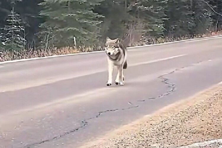 На Поліссі вовк вийшов назустріч водію 
