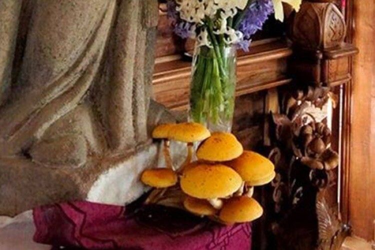 У церкві біля статуї святого... виросли гриби