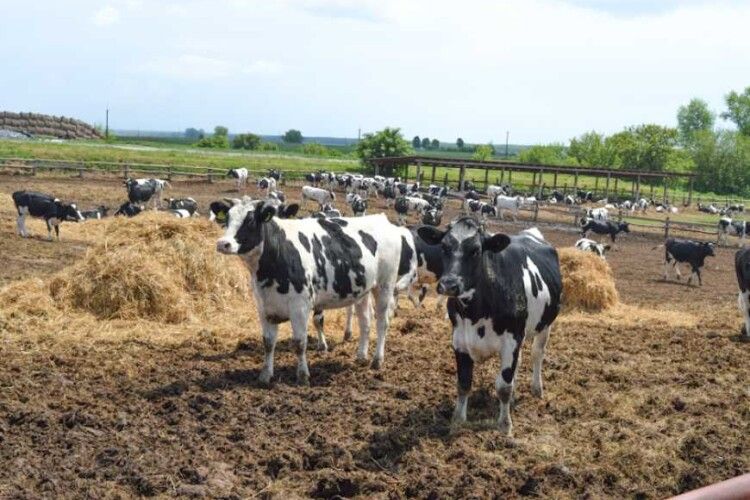 Волинські фермери отримають компенсацію на будівництво ферм