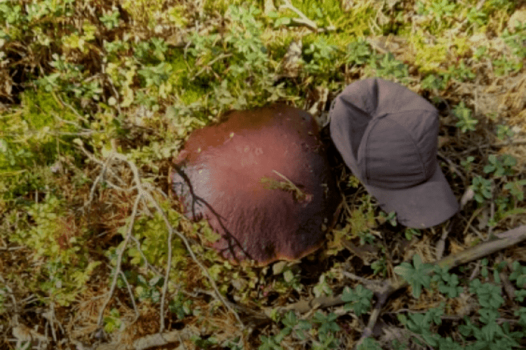 На Камінь-Каширщині виявили гриба, капелюх якого більший від кепки (Фото)