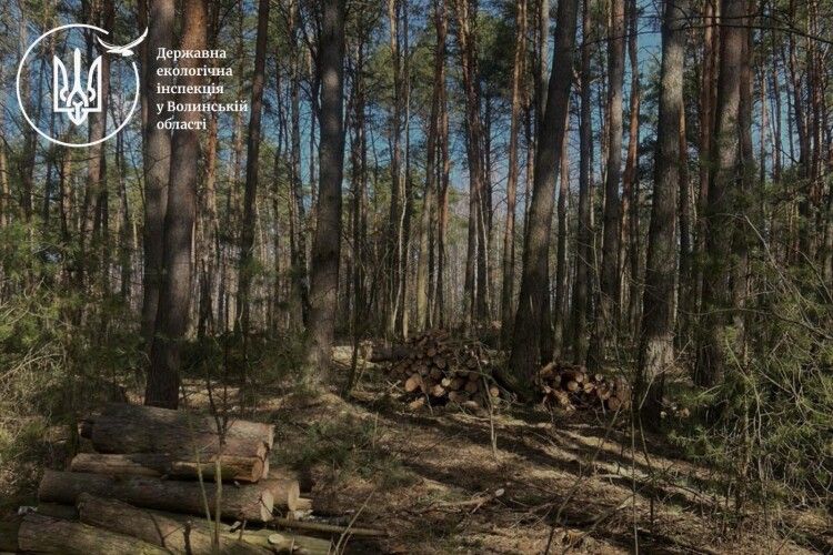 На Волині виявлено незаконну порубку дерев та необліковану лісопродукцію