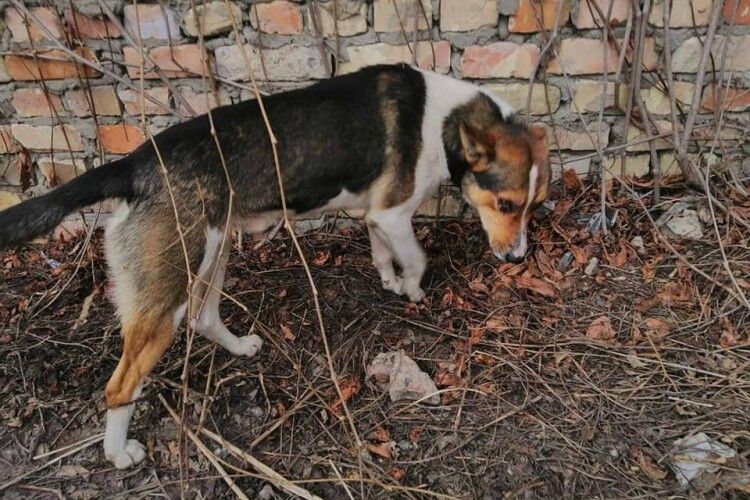 Вулицями Ківерців бігає пес, якого, ймовірно, катували петардами (фото)