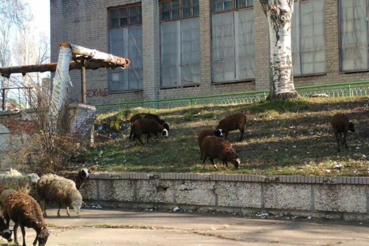 Хроніки здичавіння: показали, як у раніше процвітаючому Донецьку гуляє стадо баранів