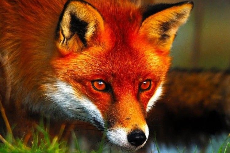 У Березнівському районі Рівненщини сказилася червона лисиця