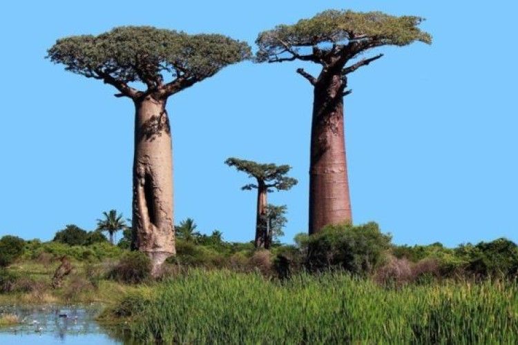 В Африці масово вимирають тисячолітні баобаби
