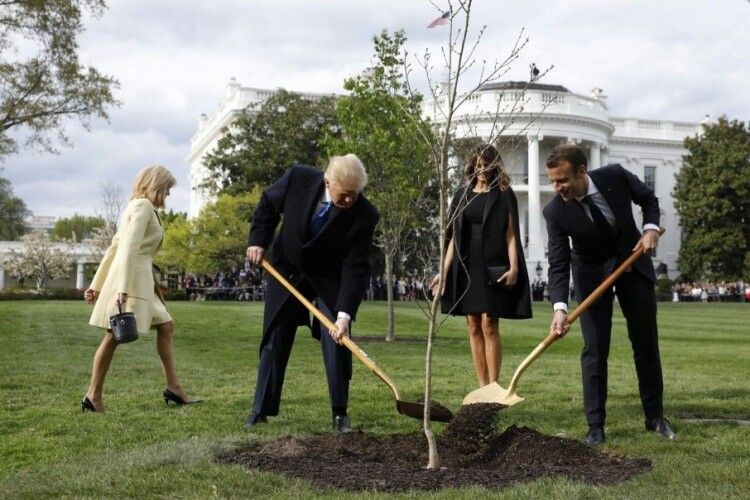 Загинуло дерево, посаджене Трампом і Макроном
