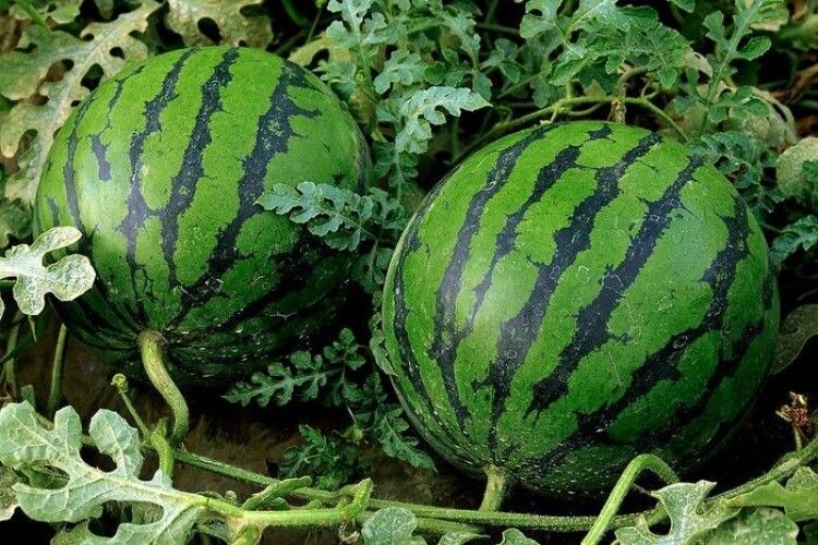 На Одещині на аукціоні продали херсонський кавун: гроші підуть на ЗСУ (Відео)