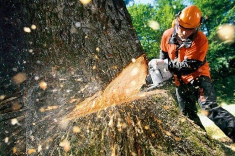 На Волині під час незаконної заготівлі деревини загинув чоловік