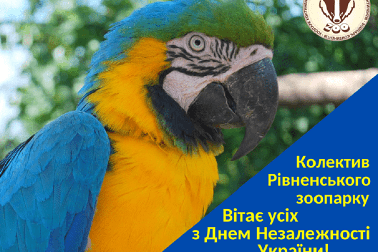 Рівненський папуга-патріот привітав українців із Днем Незалежності
