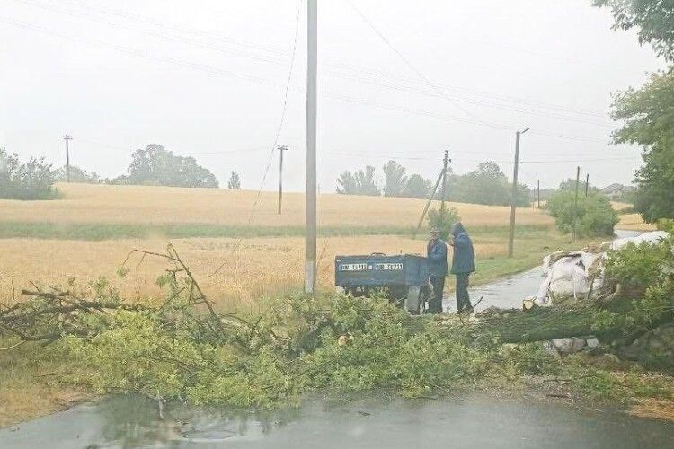 На Рівненщині зламане вітром дерево перегородило дорогу (Фото) 