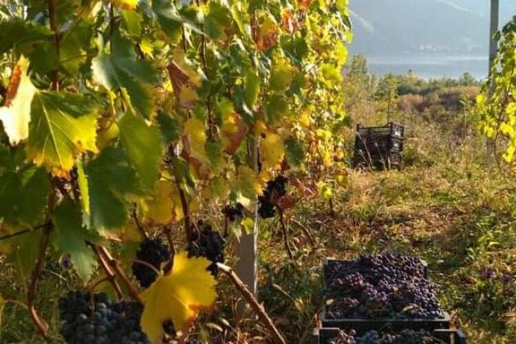 «Чудесний» виноград з Волині для запорізького козака Юрія
