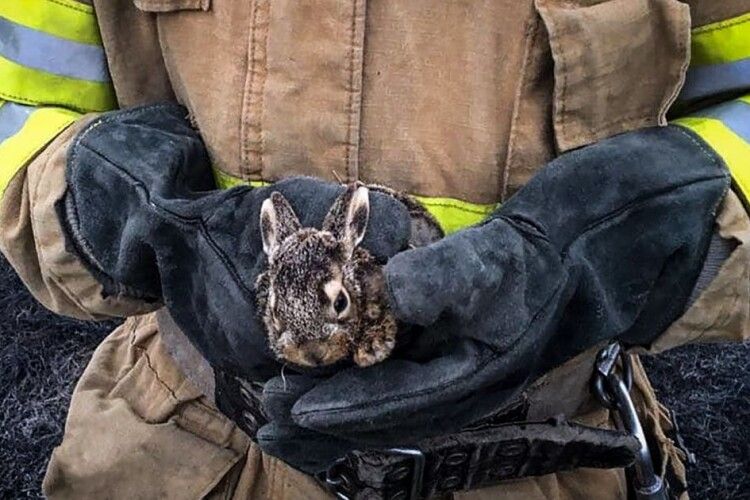 На Волині вогнеборці врятували з полум’я зайченят. Але не всіх...