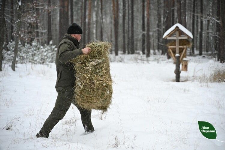 Робота, без пауз і вихідних: як волинські єгері рятують диких тварин від голоду