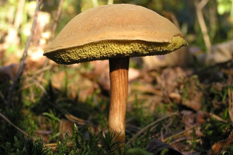 На Волині поліцейські розшукали грибника, якому стало зле в лісі