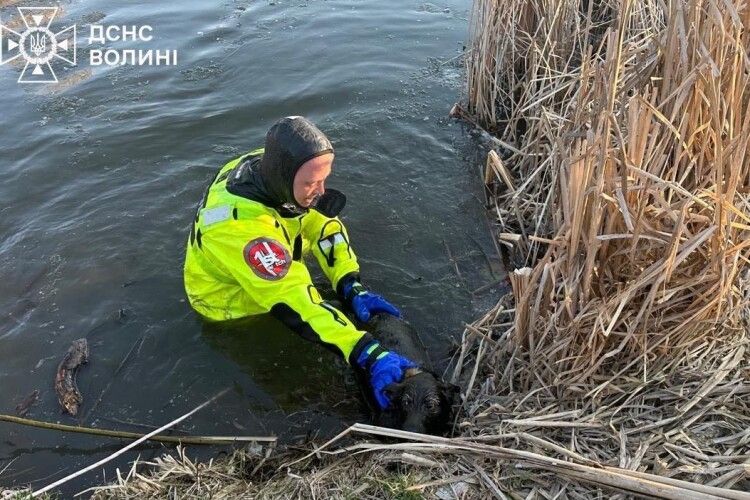 На Волині рятувальники витягли собаку з крижаної води (Фото)