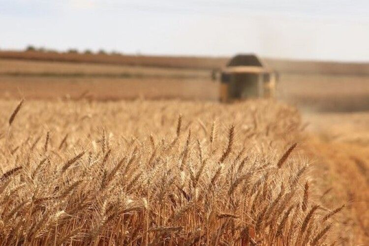 Майже 45 мільйонів тонн: Україна зібрала рекордний урожай ранніх зернових