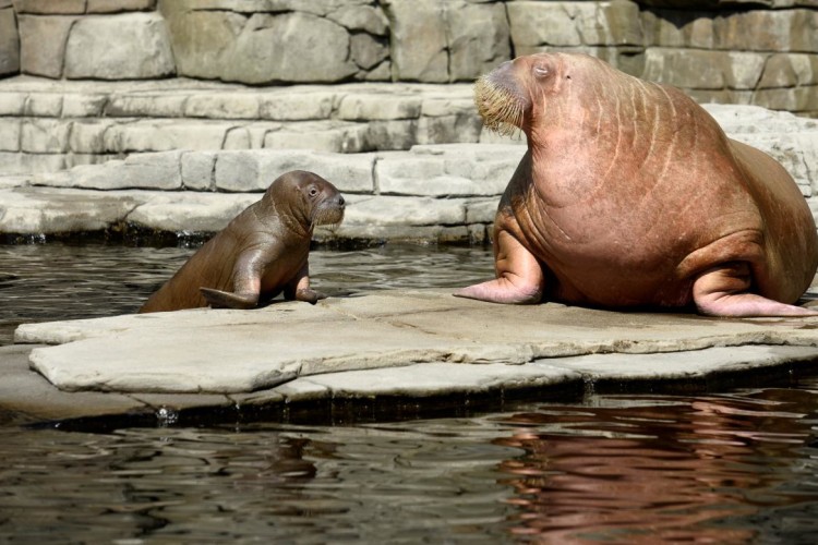 У зоопарку Гамбурга вивели на люди півторамісячне морженя