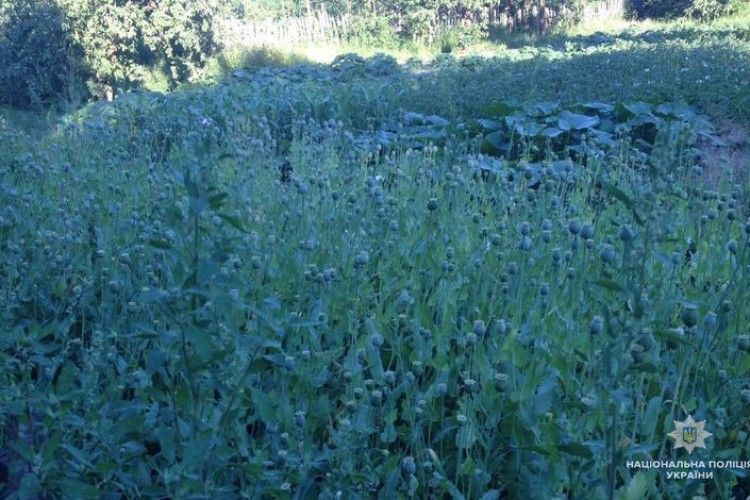 У Любешівському районі поліцейські виявили ділянку маку 
