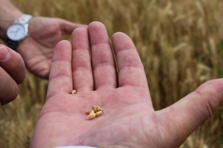 На Волині  науковці досліджують ріпак, кукурудзу, ячмінь, пшеницю, сою та горох