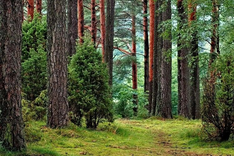 На Волині у власність держави повернули лісові землі вартістю 6,5 мільйона гривень 