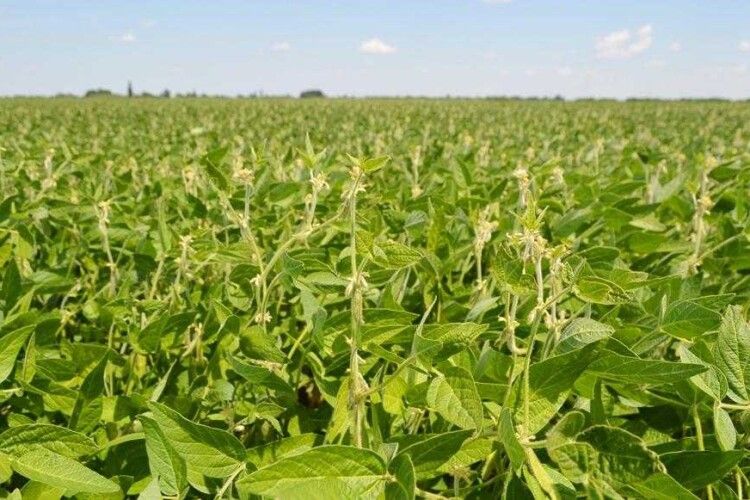 На Волині оштрафували фермера за самовільний посів сої біля річки