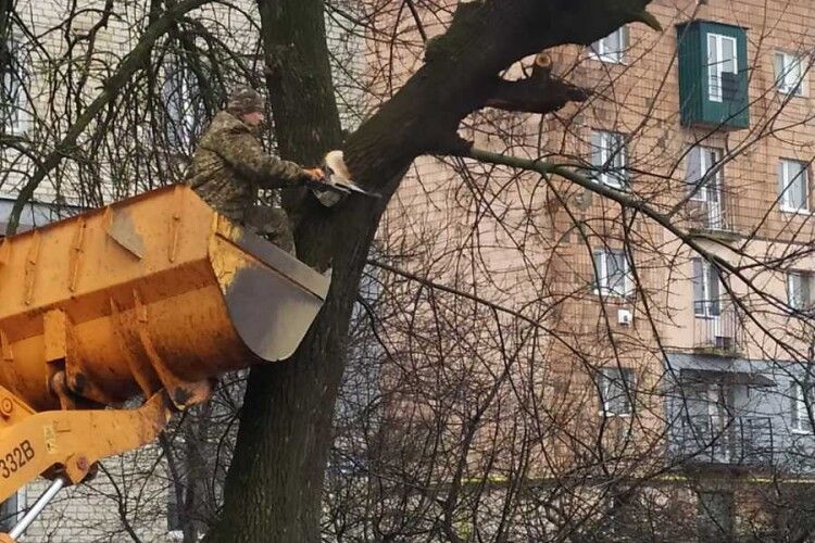 У волинському місті ріжуть небезпечні дерева (Фото)