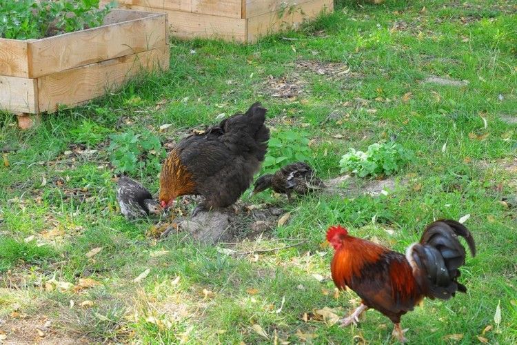 У Луцькому зоопарку мама-курка виростила доньку-качку