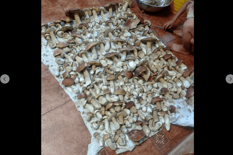 Волинянин за кілька годин знайшов 223 білі гриби! (Фото, відео)