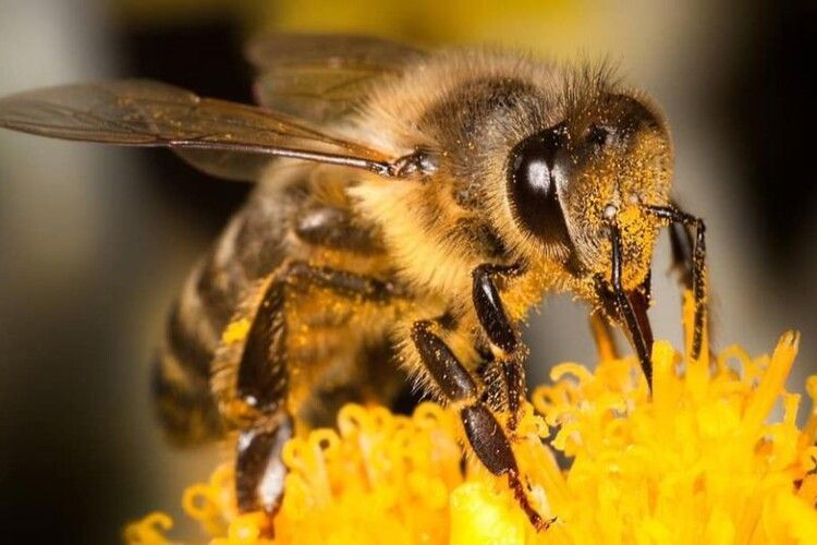 Справа у суді: швейцарських бджіл звинуватили у контрабанді пилку й нектару з Австрії