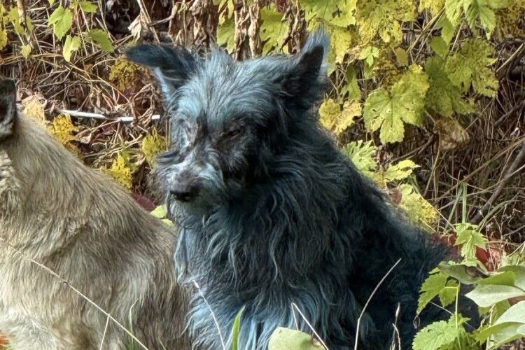 У Чорнобильській зоні відчуження бродять собаки кольору неба