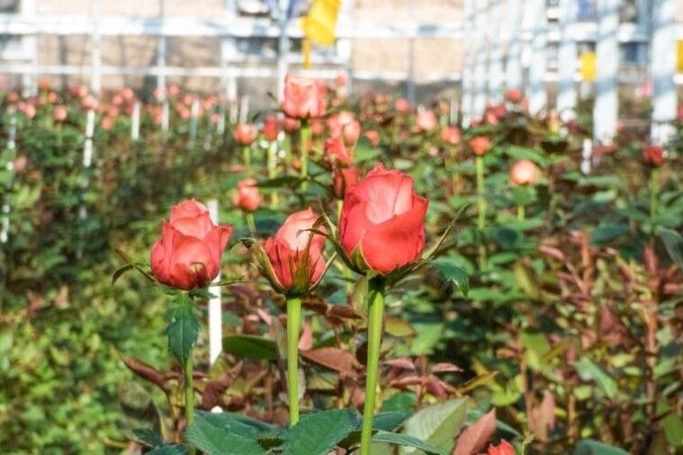 ТОП-7 сортів: які саджанці троянд купити в Україні
