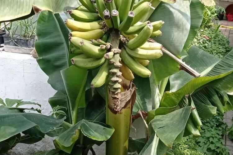 Волиняни збирають банановий врожай