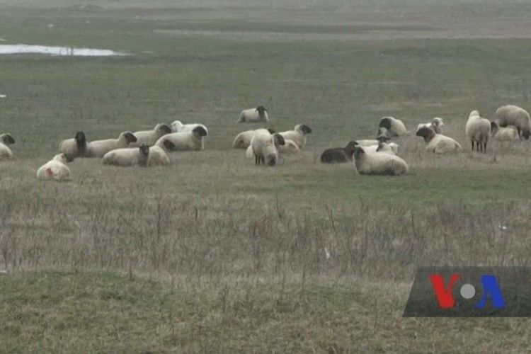 Румунські вівці оточили американську військову базу