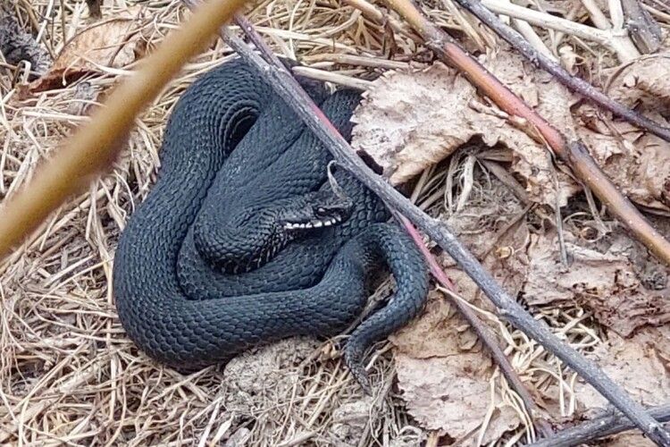 У волинських лісах прокидаються отруйні змії