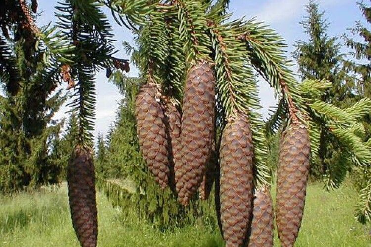 Погода на середу, 2 червня: ялина розкаже, як вродять огірки