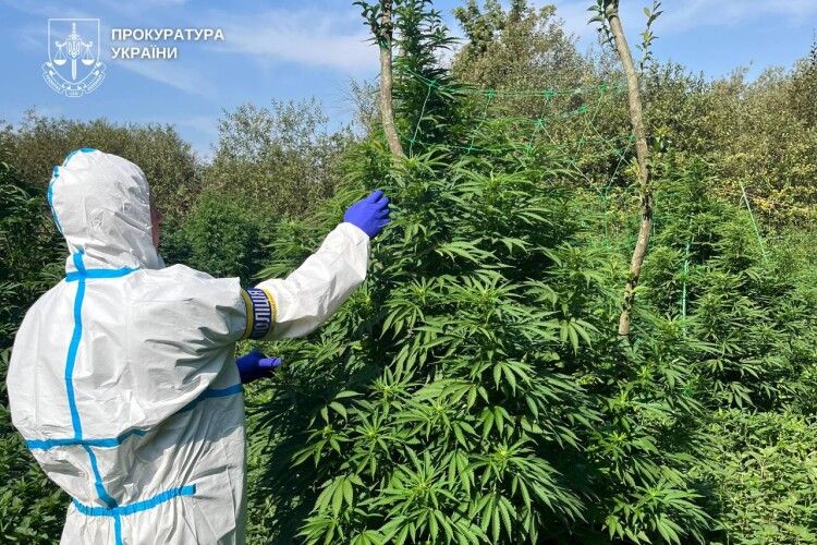 На Волині судять «фермера», який засіяв коноплями сім ділянок для збуту в Луцьку