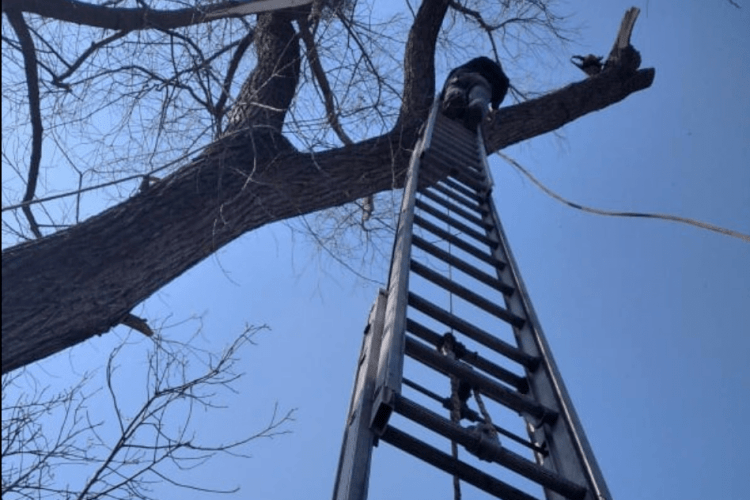 38-річний чоловік не зміг самостійно злізти з дерева, дружина покликала рятувальників