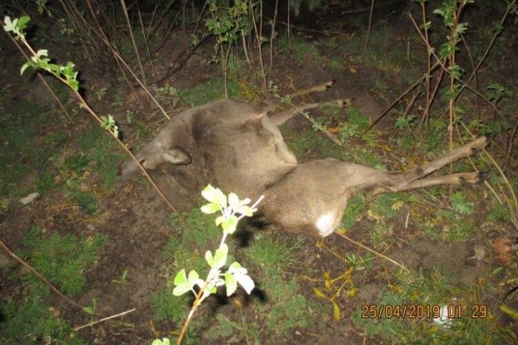 На Волині затримали браконьєрів, які застрелили козулю