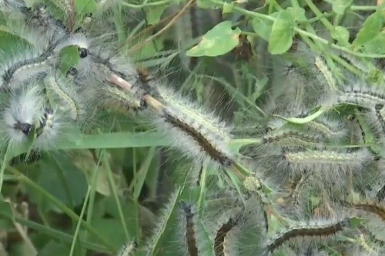 На Волині понад 60 тисяч гектарів заражені небезпечним шкідником