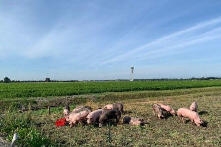 У Нідерландах міжнародний аеропорт знайшов роботу... для 20 свиней
