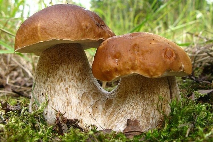 Пощастило: на Рівненщині чоловік знайшов гриба, більшого за свою панаму (фото)
