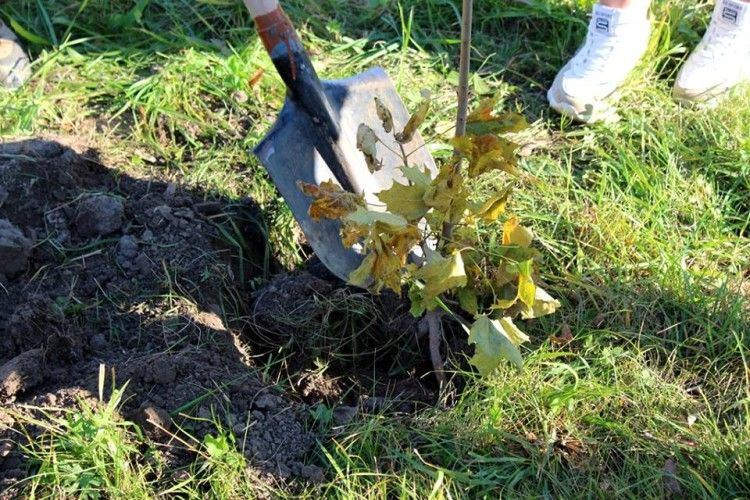 У Луцькому технічному університеті з'явилася кленова алея