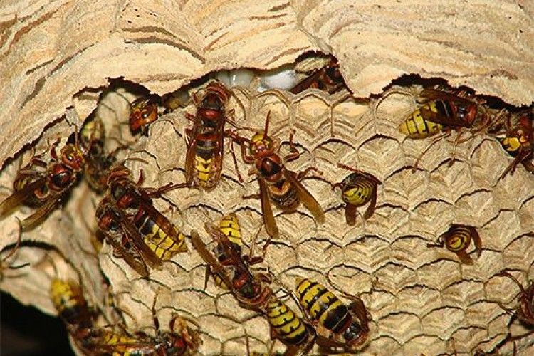 На Волині жінка 5 днів жила у сусідів через метрове кубло шершнів