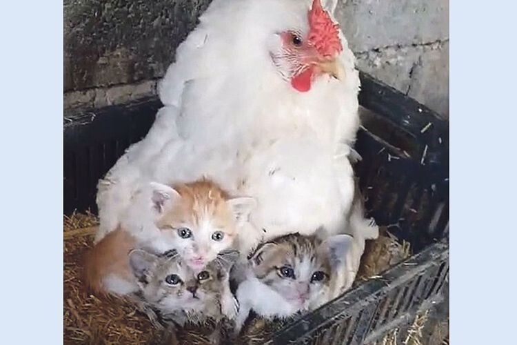Курка замінила трьом кошенятам загиблу маму