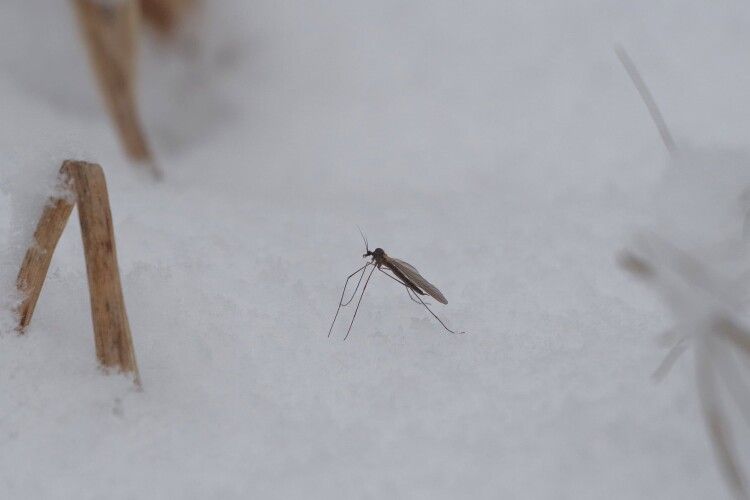 В Україні застукали зимових комарів (Фото)
