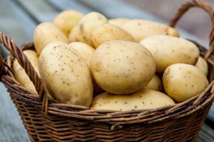 Імпорт білоруської картоплі збив ціни в Україні