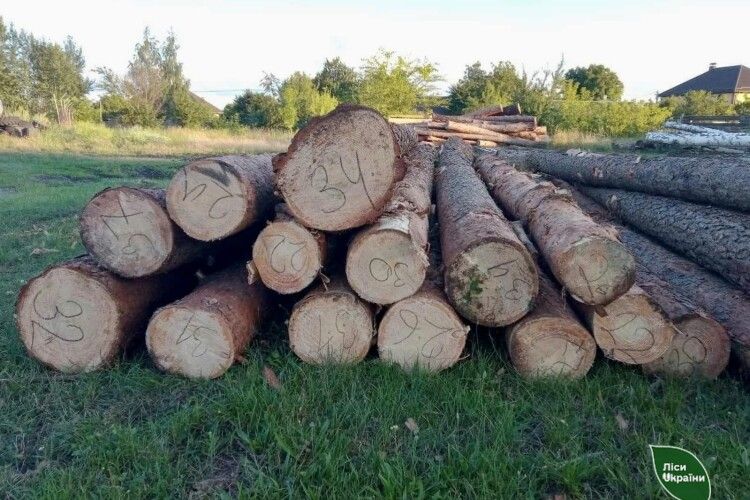 На Рівненщині нарубали лісу на понад мільйон гривень