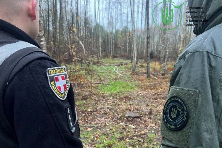 У Луцькому районі «чорні лісоруби» знищили понад 200 дерев