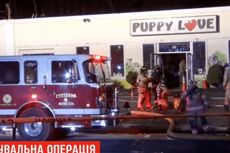 «Щасливий порятунок»: у США пожежники та волонтери винесли з охопленого полум’ям зоомагазину 86 цуценят 