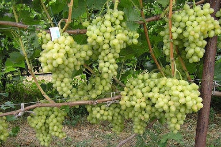 Розпочався сезон збирання столового винограду